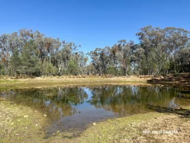 Livestock For Sale - NSW - Inverell - 2360 - PRIME GRAZING OPPORTUNITY  (Image 2)