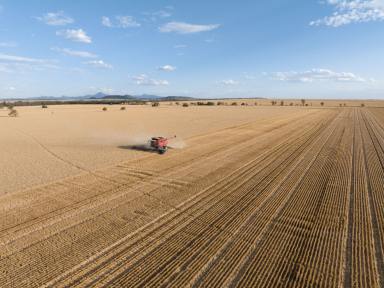 Mixed Farming Auction - NSW - Bellata - 2397 - Crop included providing 2025 cash flow  (Image 2)