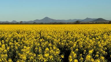 Mixed Farming Auction - NSW - Bellata - 2397 - Crop included providing 2025 cash flow  (Image 2)