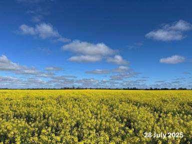 Mixed Farming For Sale - NSW - Bellata - 2397 - Prime Mixed Farming Enterprise – $17.8M with 2025 Crop Included  (Image 2)