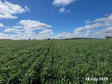 Mixed Farming Auction - NSW - Bellata - 2397 - Crop included providing 2025 cash flow  (Image 2)