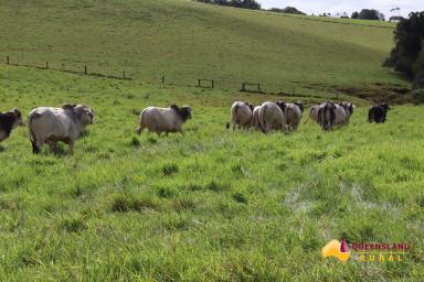 Other (Rural) For Sale - QLD - Tarzali - 4885 - Figtree Brahman Stud  (Image 2)