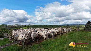 Other (Rural) For Sale - QLD - Tarzali - 4885 - Figtree Brahman Stud  (Image 2)