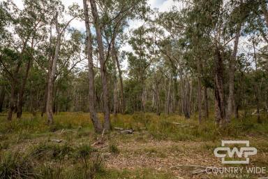 Residential Block For Sale - NSW - Red Range - 2370 - Escape to Nature!  (Image 2)