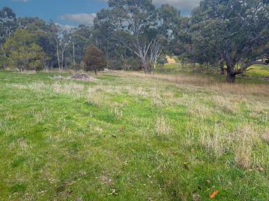 Residential Block For Sale - VIC - Dunkeld - 3294 - Sensational 1.5 Acre Block - Awesome Location  (Image 2)