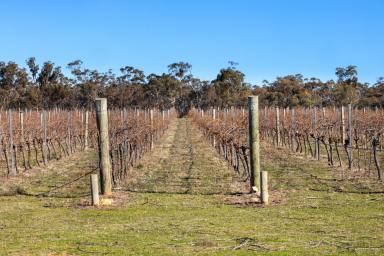 Residential Block For Sale - VIC - Avoca - 3467 - 24.05HA (59.42 Acres) Highly Improved PIece of Country Paradise  (Image 2)