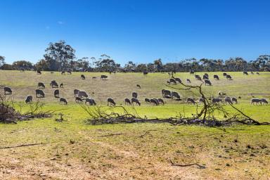 Residential Block For Sale - VIC - Avoca - 3467 - 24.05HA (59.42 Acres) Highly Improved PIece of Country Paradise  (Image 2)