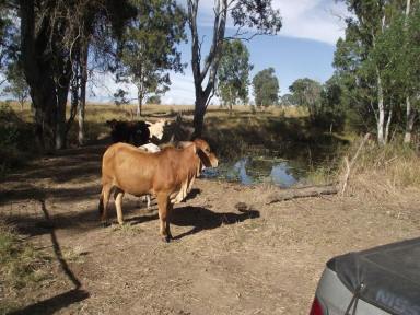 Residential Block For Sale - QLD - Lower Wonga - 4570 - LAND LAND & MORE LAND  (Image 2)