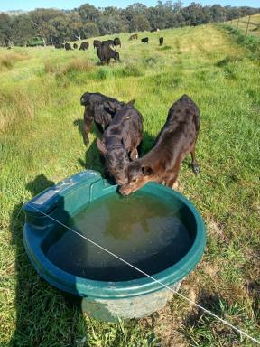 Livestock For Sale - NSW - Tarcutta - 2652 - BLACK SQUARE PARK Prime grazing & Water security  (Image 2)