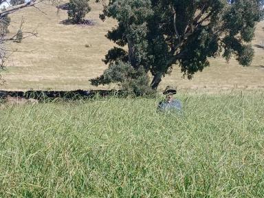 Livestock For Sale - NSW - Tarcutta - 2652 - UNDER OFFER BLACK SQUARE PARK Prime grazing & Water security  (Image 2)