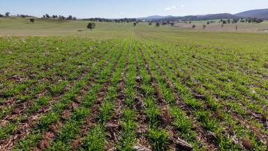 Mixed Farming For Sale - NSW - Parkes - 2870 - Productivity Meets Biodiversity Potential  (Image 2)
