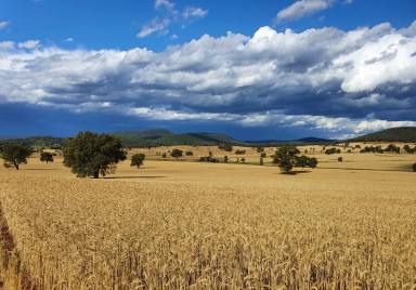 Mixed Farming For Sale - NSW - Parkes - 2870 - Productivity Meets Biodiversity Potential  (Image 2)