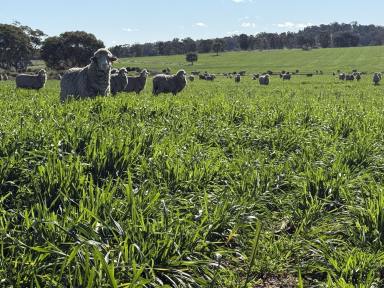Mixed Farming For Sale - NSW - Parkes - 2870 - Productivity Meets Biodiversity Potential  (Image 2)