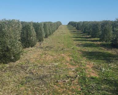 Horticulture For Sale - NSW - Coleambally - 2707 - For Sale: Lifestyle Opportunity with Olive Grove & Boutique Vineyard - 38.04 HA (94 Acres)  (Image 2)