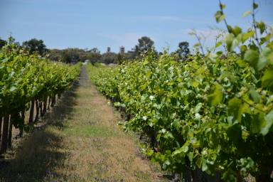 Horticulture For Sale - NSW - Coleambally - 2707 - For Sale: Lifestyle Opportunity with Olive Grove & Boutique Vineyard - 38.04 HA (94 Acres)  (Image 2)