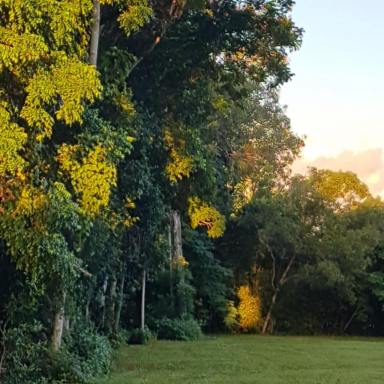 House For Sale - QLD - Cooktown - 4895 - Tropical Lifestyle Retreat on 10.42 Hectares Pool, Spa & Rainforest Oasis (Image 2)