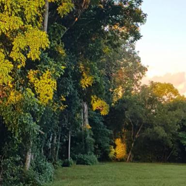 House Sold - QLD - Cooktown - 4895 - Tropical Lifestyle Retreat on 10.42 Hectares Pool, Spa & Rainforest Oasis  (Image 2)