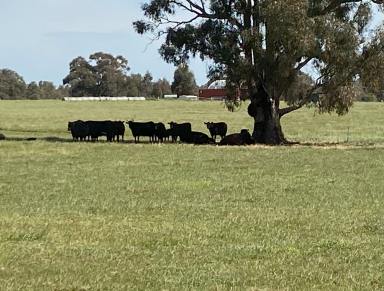 Lifestyle For Sale - VIC - Muskerry - 3557 - 73 Acre Lifestyle Opportunity - Wide Open Spaces & River Access  (Image 2)