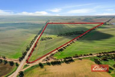 Other (Rural) For Sale - SA - Hamley Bridge - 5401 - FANTASTIC 138 ACRES  (Image 2)