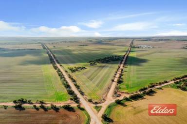 Other (Rural) For Sale - SA - Hamley Bridge - 5401 - FANTASTIC 138 ACRES  (Image 2)