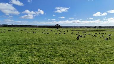 Livestock For Sale - VIC - Ballan - 3342 - Bluechip Grazing Property with River Frontage  (Image 2)