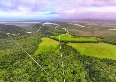 House For Sale - QLD - Daintree - 4873 - A VAST, SERENE ESTATE  -  3 MINUTES FROM THE DAINTREE FERRY  (Image 2)