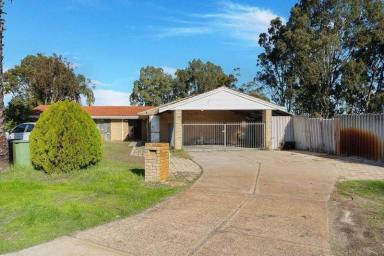 House For Sale - WA - Maddington - 6109 - Fully renovated 4*Bedroom Oasis on 890 sqm block-A true entertainers dream  (Image 2)