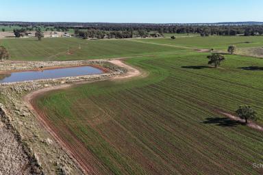 Mixed Farming Auction - NSW - Peak Hill - 2869 - Real Mixed Farming Enterprise  (Image 2)