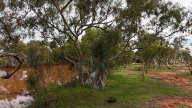 Livestock For Sale - WA - Yannarie - 6710 - HISTORIC PASTORAL LANDHOLDING  (Image 2)