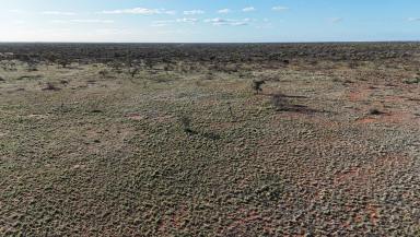 Livestock For Sale - WA - Inggarda - 6701 - GASYCOYNE PASTORAL STATIONS  (Image 2)