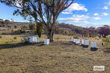 Other (Rural) For Sale - VIC - Stuart Mill - 3477 - 232 Acre Grazing or Lifestyle Property  (Image 2)