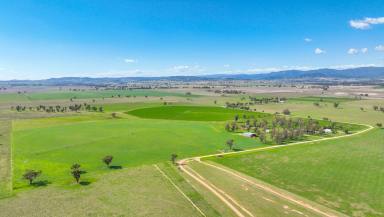Mixed Farming For Sale - NSW - Tamworth - 2340 - PRODUCTIVE LAND AND GOOD WATER ON THE BANKS OF THE PEEL  (Image 2)