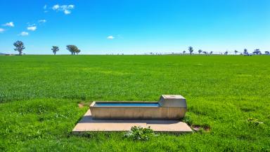 Mixed Farming For Sale - NSW - Tamworth - 2340 - PRODUCTIVE LAND AND GOOD WATER ON THE BANKS OF THE PEEL  (Image 2)