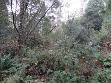 Farmlet For Sale - VIC - Barramunga - 3249 - Private Seclusion a Place to get away  (Image 2)