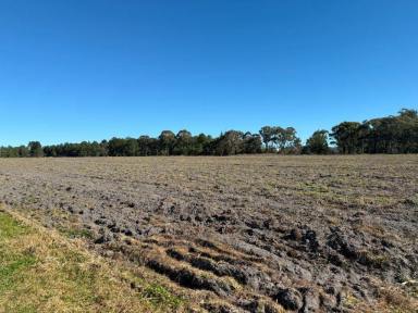 Lifestyle For Sale - QLD - Cottonvale - 4375 - Ideal hobby farm  (Image 2)