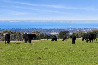 Lifestyle For Sale - VIC - Drysdale - 3222 - Undulating Acreage Offering Spectacular Bay Views  (Image 2)