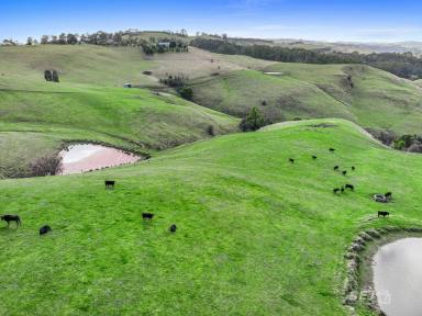 Other (Rural) For Sale - VIC - Ranceby - 3951 - Grazing Block - Close to Town!  (Image 2)