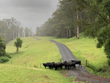 Residential Block For Sale - NSW - Kangaroo Valley - 2577 - SPECTACULAR 100 ACRES Low Maintenance  (Image 2)
