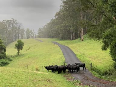 Residential Block For Sale - NSW - Kangaroo Valley - 2577 - SPECTACULAR 100 ACRES Low Maintenance (Image 2)