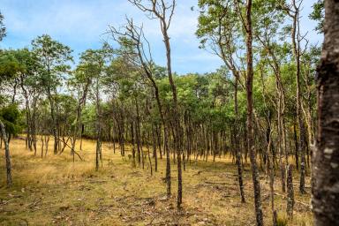 Lifestyle Sold - TAS - Colebrook - 7027 - Escape to the Country  (Image 2)