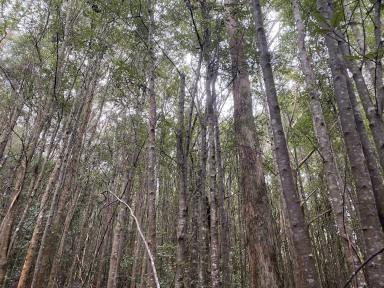 Residential Block For Sale - TAS - Western Creek - 7304 - Secluded Bush Block  (Image 2)