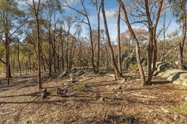 Residential Block For Sale - VIC - Axe Creek - 3551 - A Rare Slice of Tranquillity on 20 Acres of Native Bushland  (Image 2)