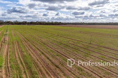 Horticulture For Sale - VIC - Merbein West - 3505 - Prime Irrigated Horticultural Land – 19.07ha (47 Acres)  (Image 2)