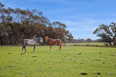 Mixed Farming For Sale - VIC - Bagshot North - 3551 - Size, Seclusion and Opportunity in Bagshot North  (Image 2)