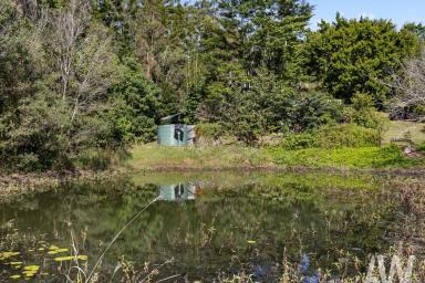Acreage/Semi-rural For Sale - QLD - Brooloo - 4570 - HINTERLAND ACREAGE BORDERING STATE FOREST  (Image 2)