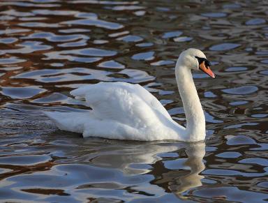 Residential Block For Sale - VIC - Mildura - 3500 - Sunsets, Swans & Stunning Water Views – Build Your Dream Lifestyle  (Image 2)