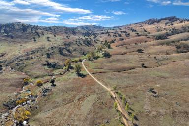 Mixed Farming For Sale - NSW - Reids Flat - 2586 - 2,843.54 ACRES* OF HIGH RAINFALL, SOUTHERN TABLELANDS BREEDING COUNTRY  (Image 2)