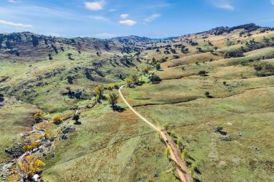 Mixed Farming Auction - NSW - Reids Flat - 2586 - 3,079 ACRES* OF HIGH RAINFALL, SOUTHERN TABLELANDS BREEDING COUNTRY  (Image 2)