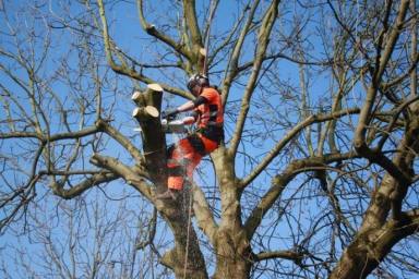 Business For Sale - VIC - Ballarat - 3350 - Established Arboricultural Business For Sale  (Image 2)