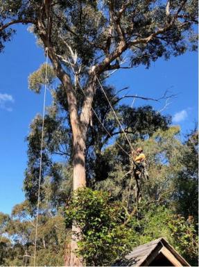 Business For Sale - VIC - Ballarat - 3350 - Established Arboricultural Business For Sale  (Image 2)